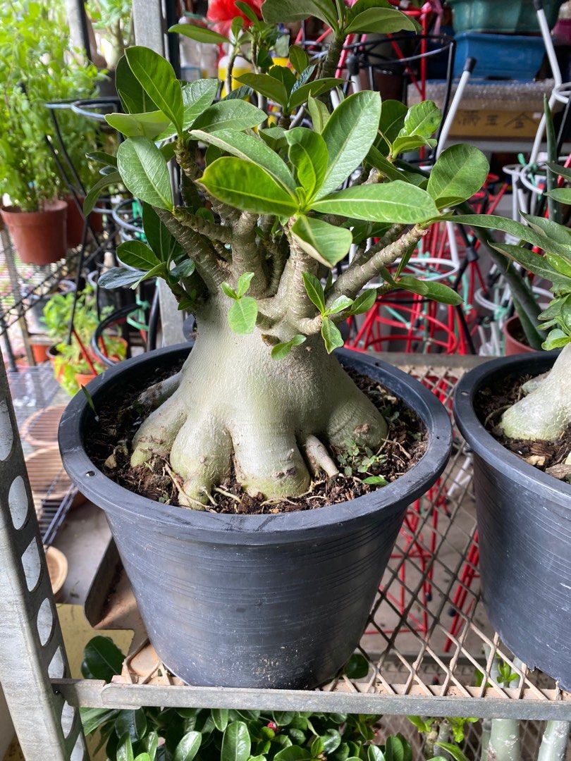 Adenium Arabicum , Furniture & Home Living, Gardening, Plants & Seeds ...