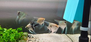(Category: ) located in . Submitted by myfirstred (Listing ID 1269346012, Image 1). Description: .