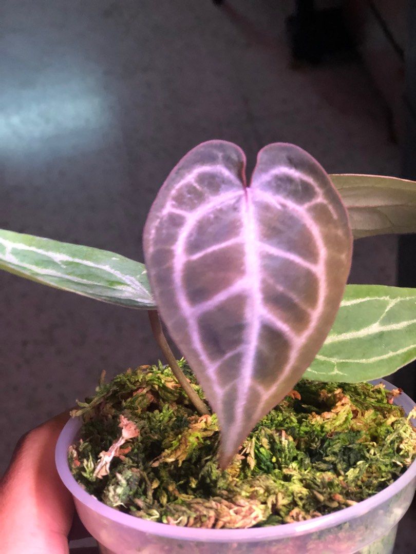 Anthurium (Brielle x Zara) x Anthurium Papillilaminum, Furniture & Home  Living, Gardening, Plants & Seeds on Carousell