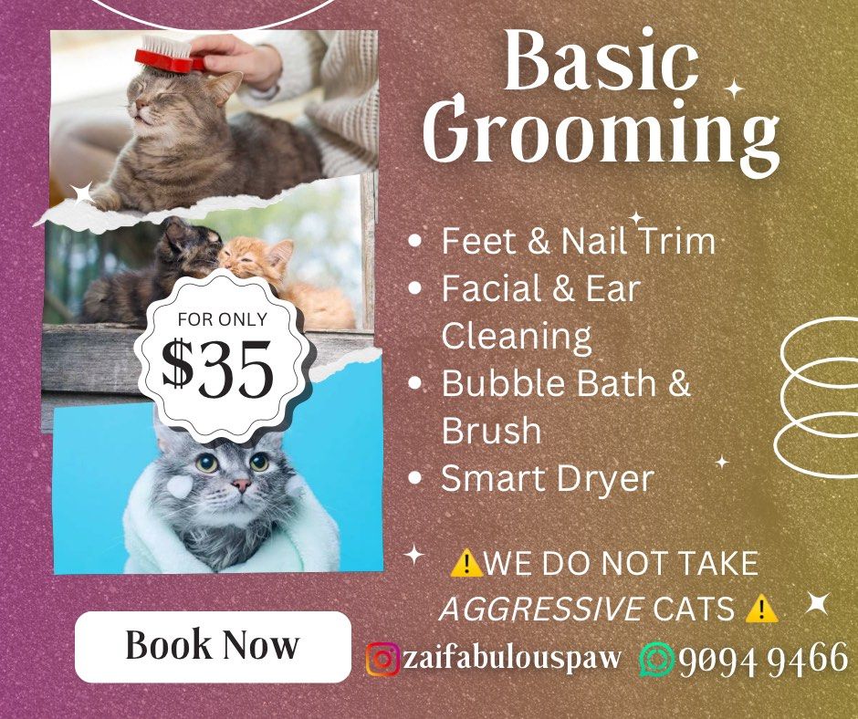 Cat haircut price top