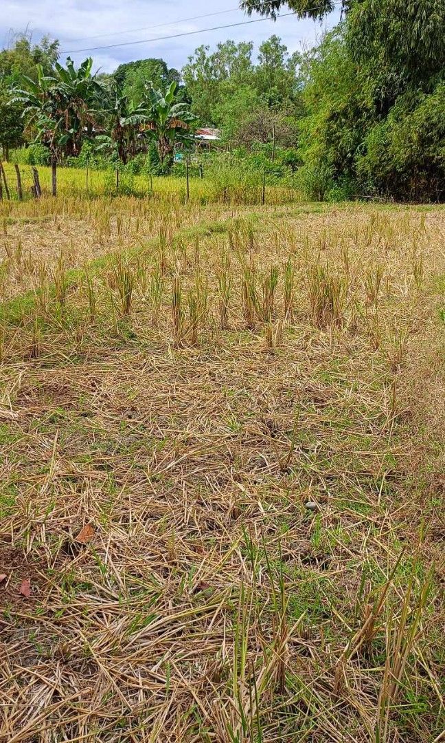 For Sale Residential lot in Gerona, Tarlac City, Property, For Sale