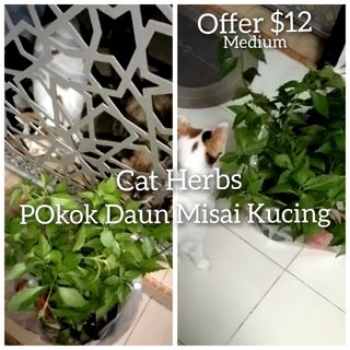 Pet Cat LOVERS Collection item 3