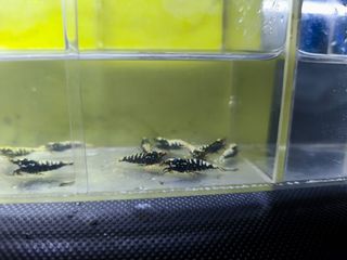 （分類：）位於 。 由 angus311 提交（商品編號 1269500829，圖片 1）。簡介： 。