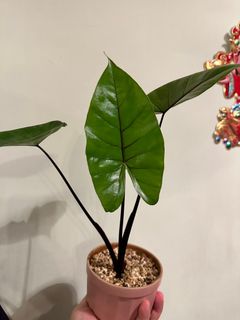 （分類：）位於 。 由 lc1219 提交（商品編號 1269648187，圖片 1）。簡介： 。