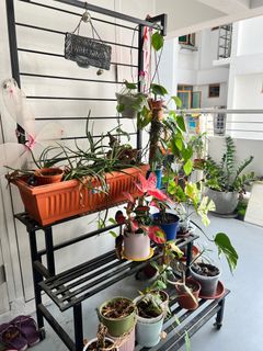 (Category: ) located in . Submitted by Hazel_Sengkang (Listing ID 1269541352, Image 1). Description: .