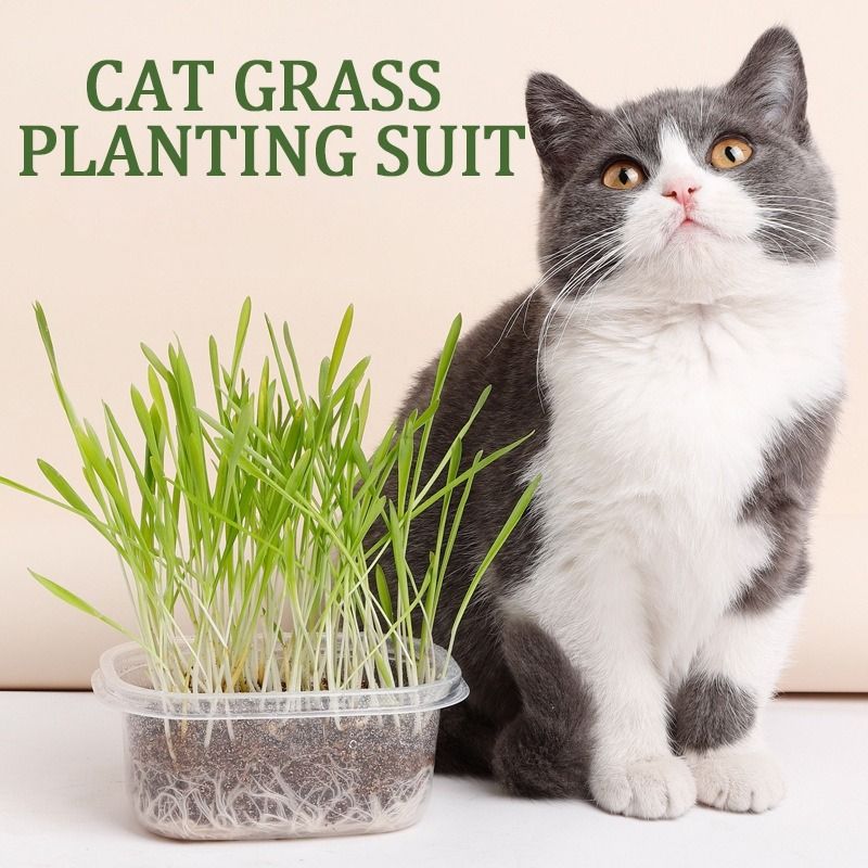 FREE DELIVERY] Natural cat grass planting suit Fast Growing