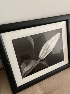 Photo of a lily in black and white