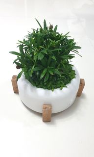 (Category: ) located in . Submitted by urban.cultivar (Listing ID 1269624802, Image 1). Description: .