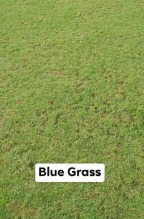 Blue Grass/Frog Grass & Carabao Grass