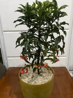 Money Tree with Red Christmas Berry