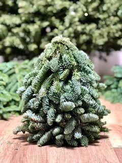 新鮮諾貝松手作聖誕樹 （真葉材非塑膠）
