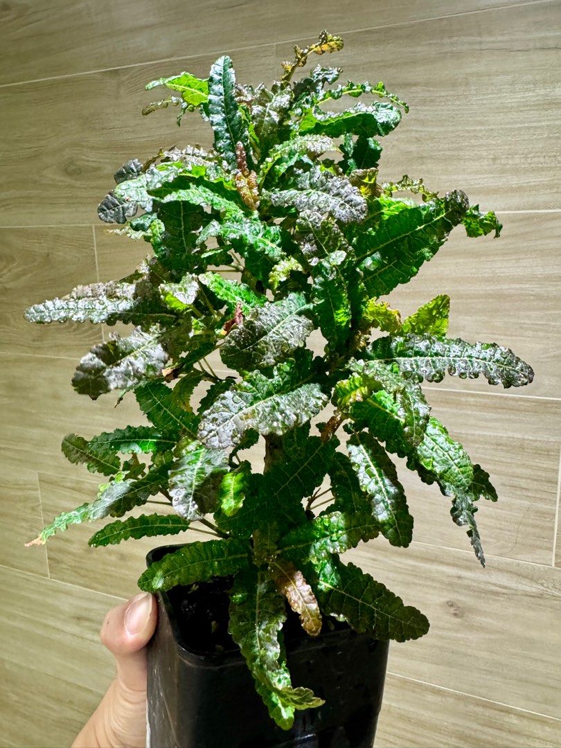 F401 塊根植物 珍奇植物 Boswellia nana / ボスウェリア・ナナ 超希少