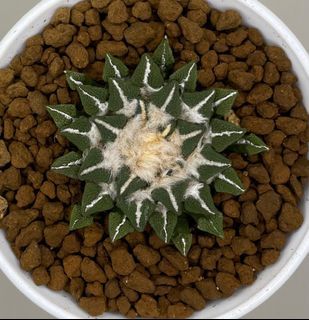 Ariocarpus Kotschoubeyanus Ooibo Size 5.5CM Seedling
