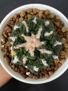 Ariocarpus Kotschoubeyanus x Godzilla Variegated (Pereskiopsis Graft) Size 6CM Cactus Succulent