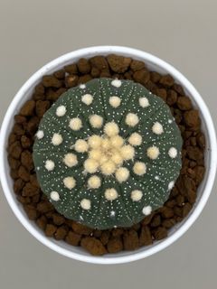 Astrophytum Asterias 13 Ribs Size 5CM Cactus Succulent