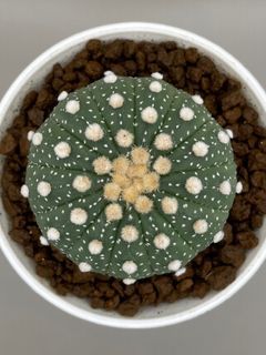 Astrophytum Asterias 13 Ribs Size 6.5CM Cactus Succulent