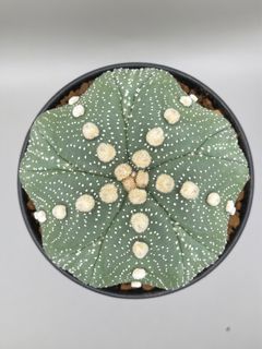 Astrophytum Asterias 5 Ribs Fukuryu Size 9CM Cactus Succulent