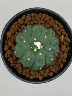 Astrophytum Asterias Kikko Lizard Skin Cristata Size 5CM Cactus Succulent