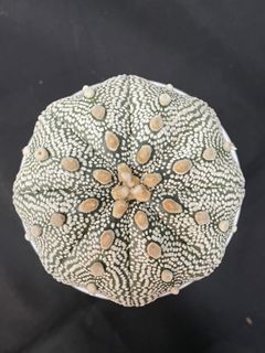 Astrophytum Asterias Star Shape Iwata Snow (ISW) Size 9.5CM Cactus Succulent