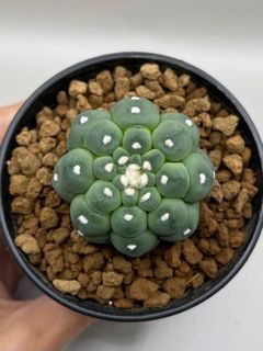 Astrophytum Kikko Lizardskin Size 4.4CM Cactus Succulent