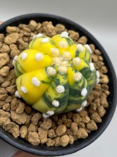 Astrophytum Ooibo Variegated Size 4.5CM Cactus Succulent