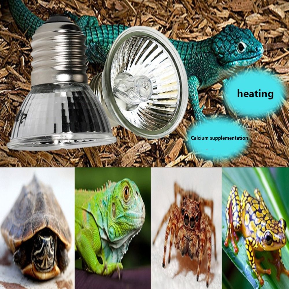 Uvb light deals and heat lamp