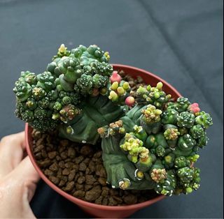Gymnocalycium Montrose Twin Cactus Succulent