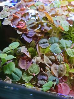 (Category: ) located in . Submitted by purplemarbledesigns (Listing ID 1269902668, Image 1). Description: .