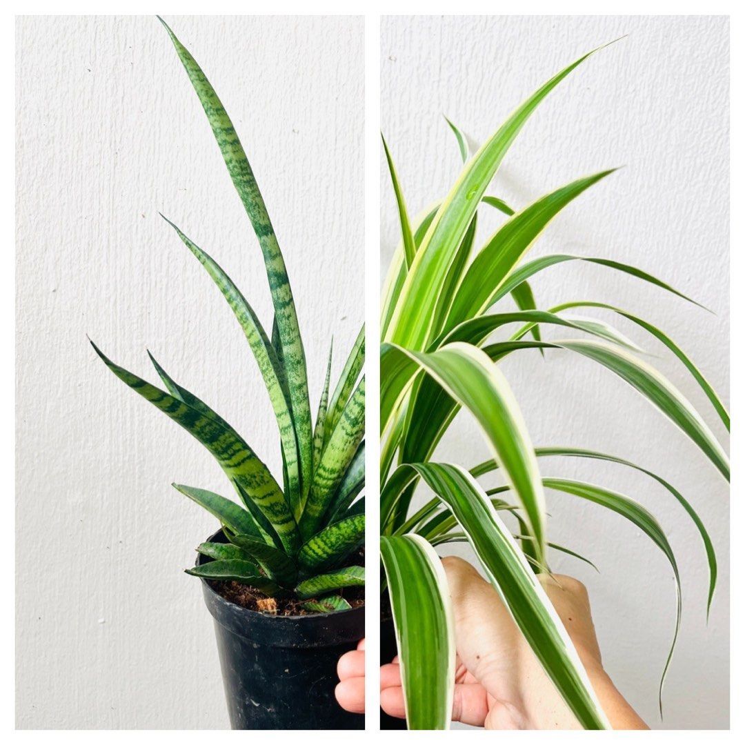 Snake plant shop natural air purifier