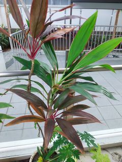 (Category: ) located in . Submitted by 1dollarplants (Listing ID 1269906435, Image 1). Description: .