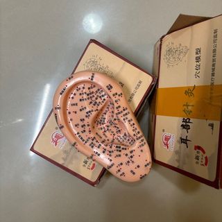 人類耳朵穴位教學模型
