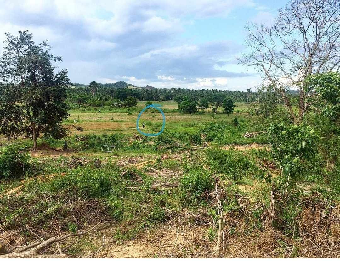 Lot for sale in Quezon Province suitable for Fish pond, Prawn Farm & Livestock Farm, Property