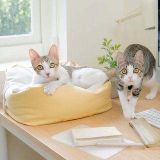 （分類：）位於 。 由 peterchan0831 提交（商品編號 1270187736，圖片 1）。簡介： 。
