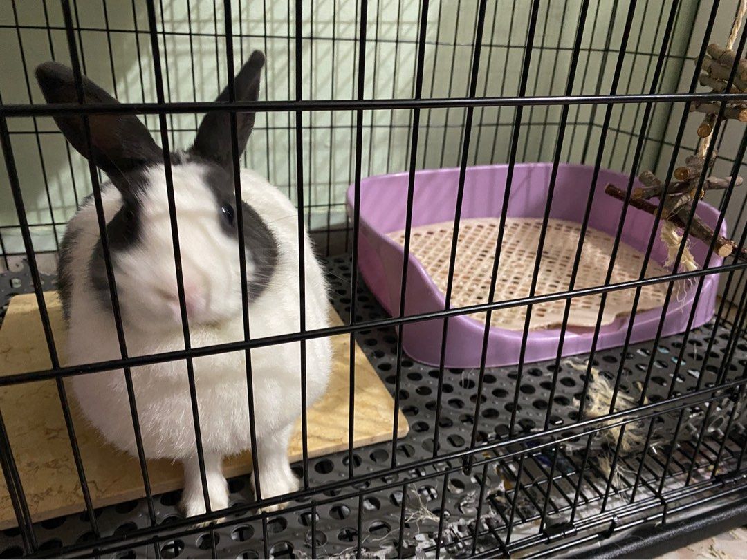 Wabbitat rabbit hot sale cage
