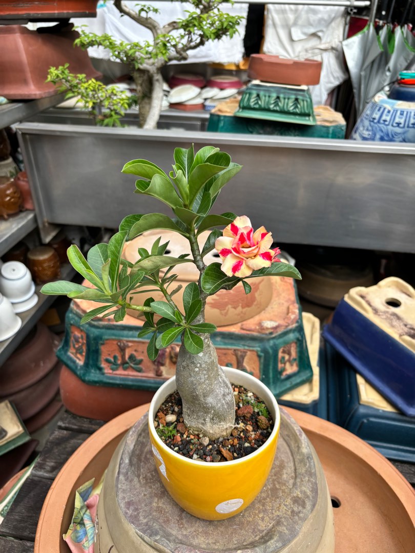 Adenium, Furniture & Home Living, Gardening, Plants & Seeds on Carousell