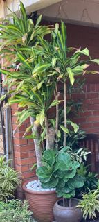 (Category: ) located in . Submitted by b.ginger (Listing ID 1270408932, Image 1). Description: .