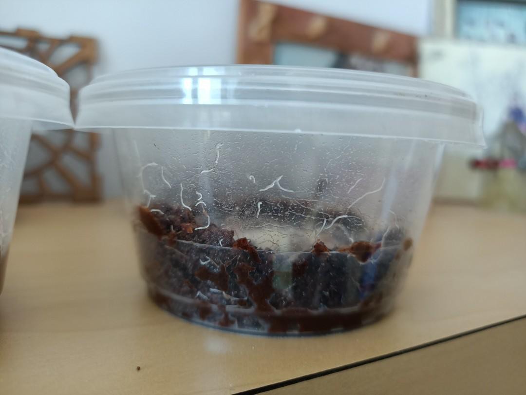 Fish Food Grindal Worm Micro Worm, Pet Supplies, Pet Food on Carousell