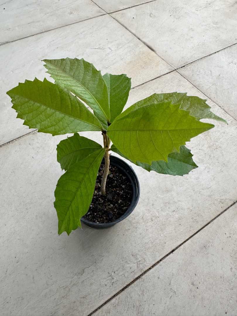 Sandpaper Vine, Furniture & Home Living, Gardening, Plants & Seeds on