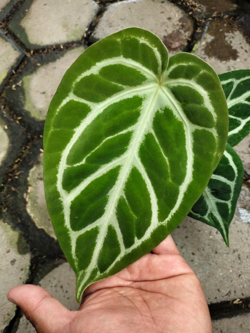 Anthurium magnificum hybrid 'Purple Frilly Mag' 🦄 main image 0