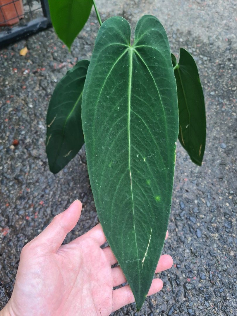 Anthurium Warocqueanum “Esmeralda”, Furniture & Home Living, Gardening