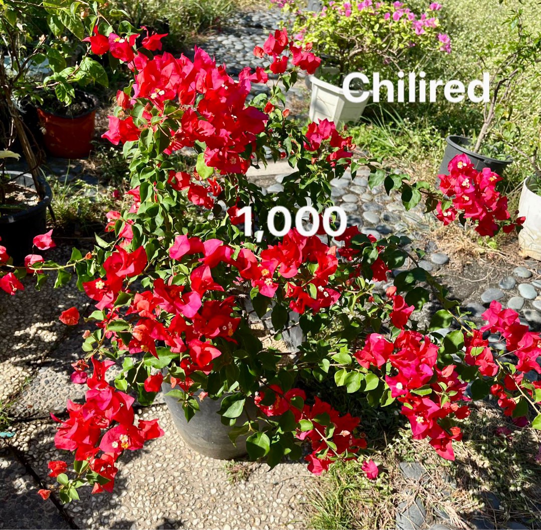 Bougainvillea Rare Hobbies Toys Stationary Craft Flowers