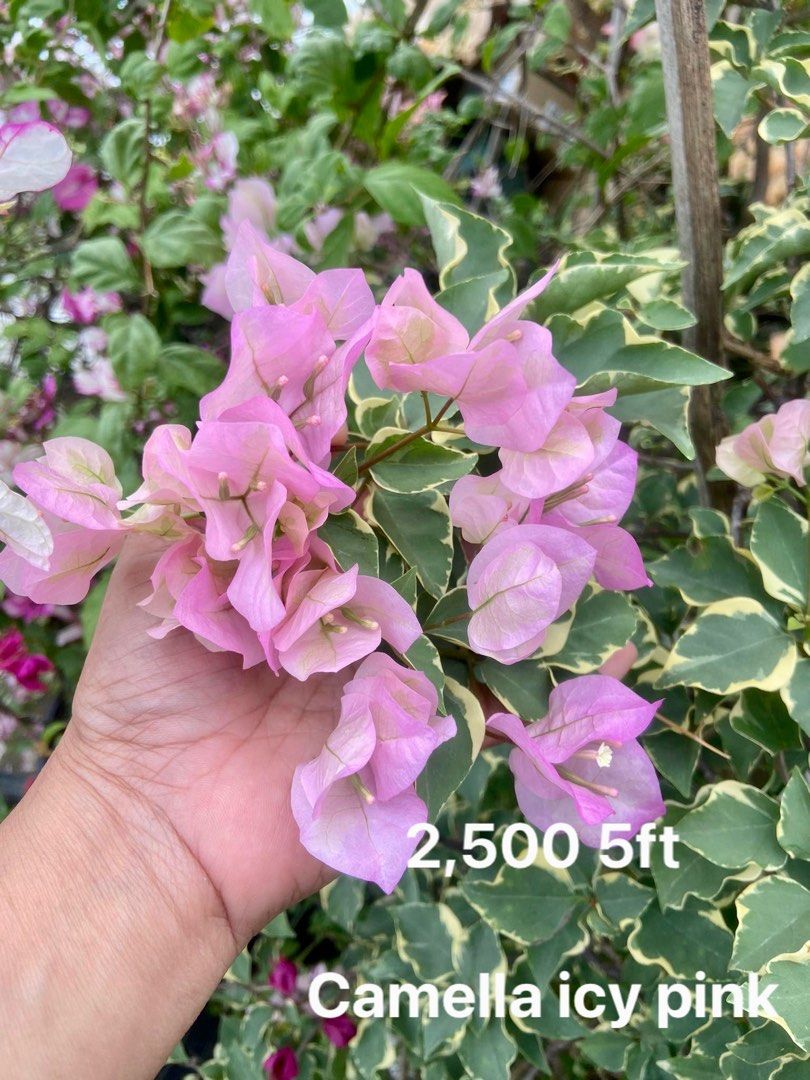 Bougainvillea Rare Hobbies Toys Stationary Craft Flowers