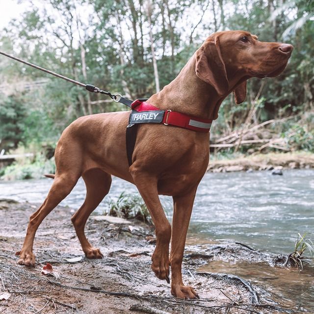 Ezydog deals express harness