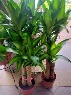 Iron plant 3 in 1