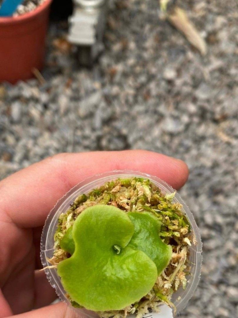 P.ridleyi dwarf silver 侏儒銀葉亞猴 （侏儒銀葉亞猴）