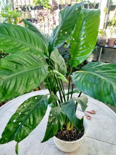 Peace Lily plant