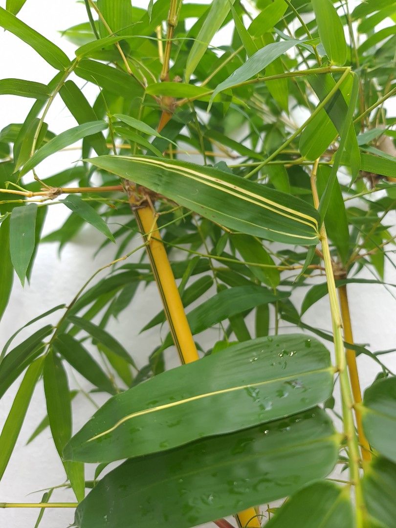 Rare golden yellow bamboo plant green stripes stem and some Variegated