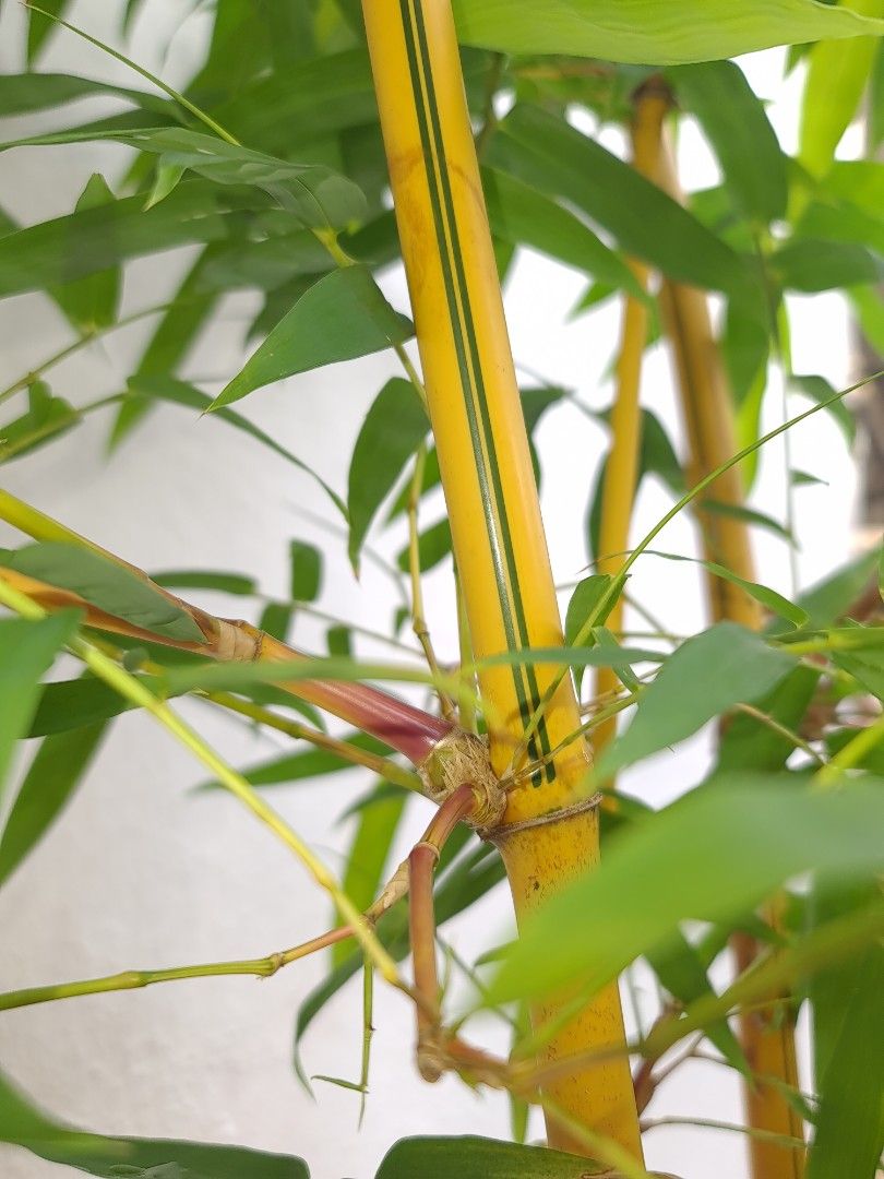 Rare golden yellow bamboo plant green stripes stem and some Variegated