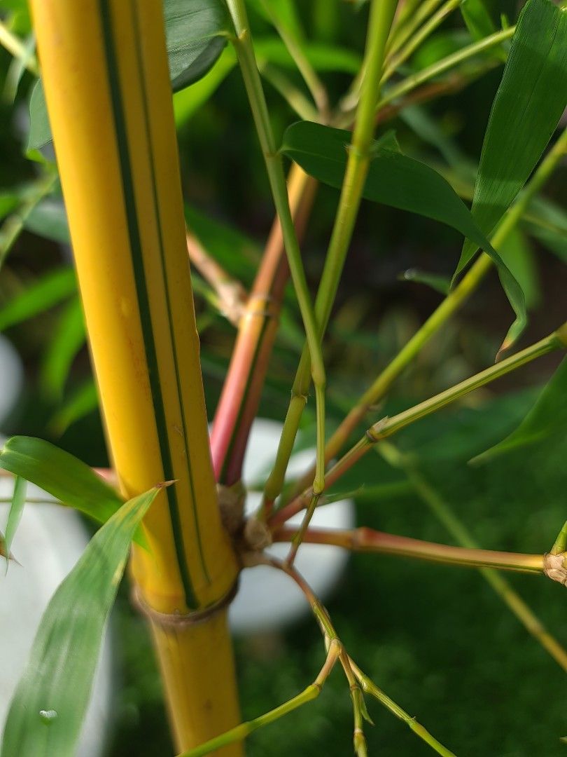 Rare golden yellow bamboo plant green stripes stem and some Variegated