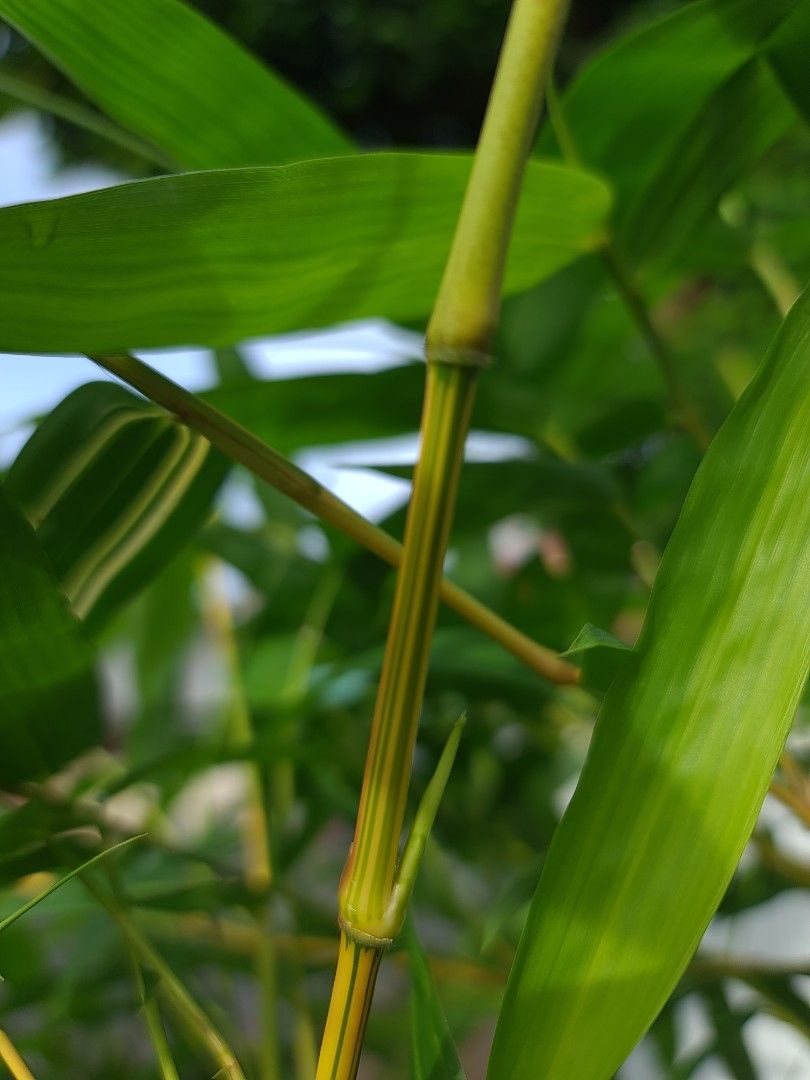 Rare golden yellow bamboo plant green stripes stem and some Variegated